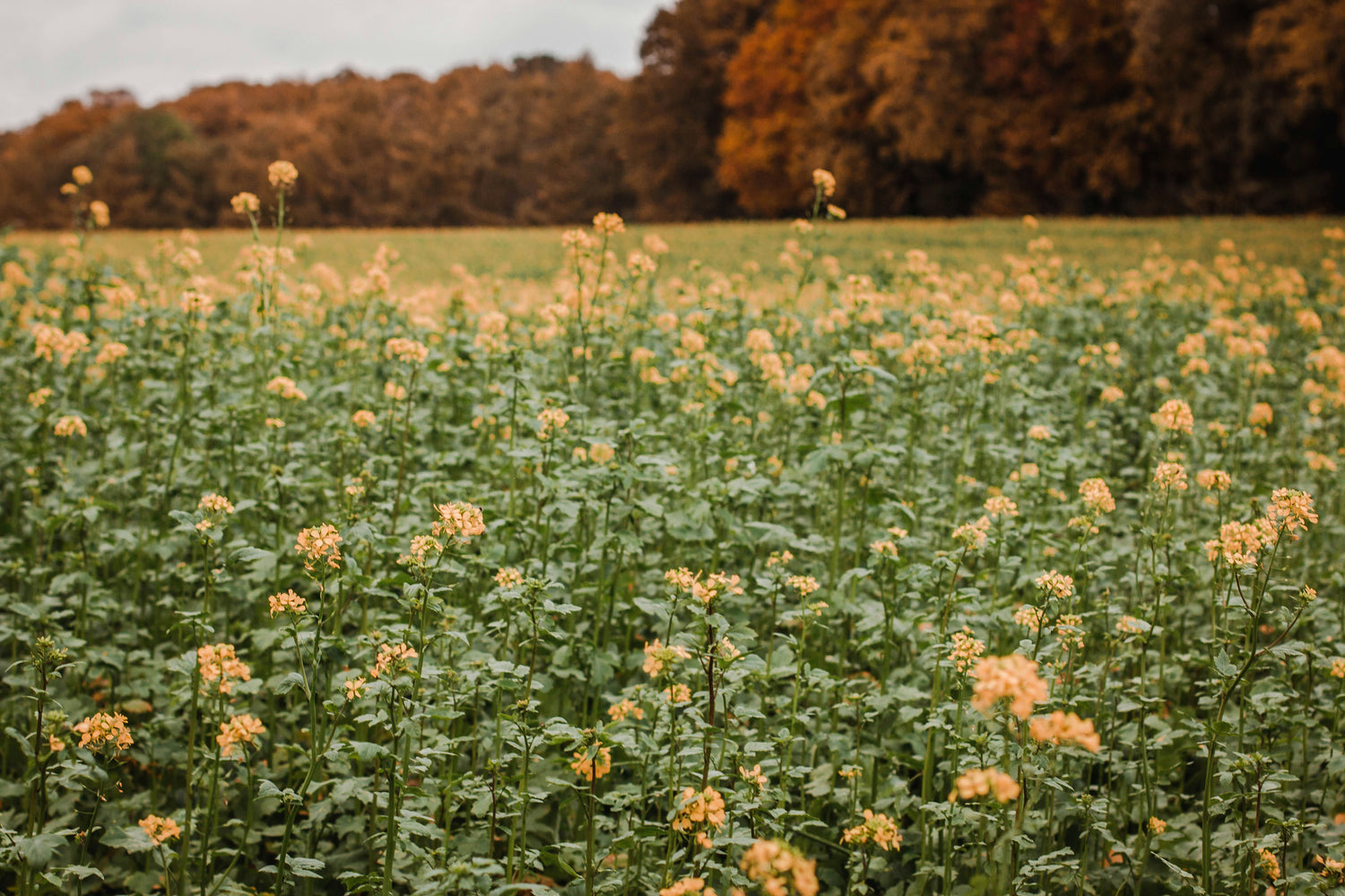 Sunny flower field